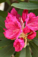 シャクナゲ(石楠花)