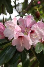 シャクナゲ(石楠花)