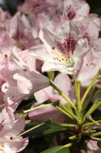 シャクナゲ(石楠花)