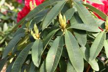 シャクナゲ(石楠花)