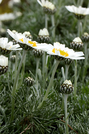 ホスマリエンゼ