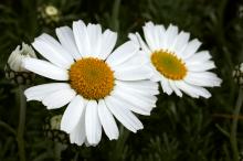 ホスマリエンゼ