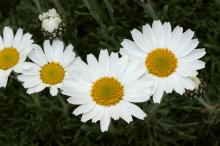 ホスマリエンゼ