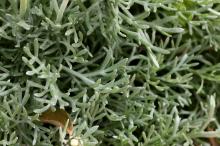 ホスマリエンゼ