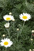 ホスマリエンゼ