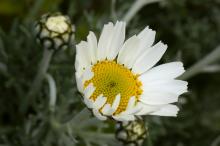 ホスマリエンゼ