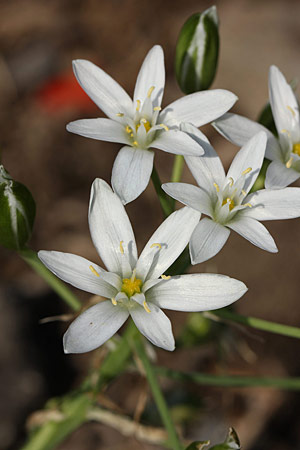 オーニソガラム