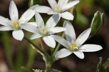 オーニソガラム