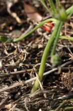 オーニソガラム