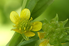 キツネノボタン(狐の牡丹)