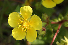 キジムシロ(雉筵)