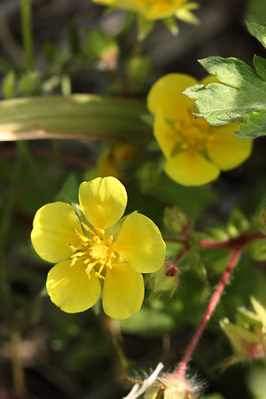 キジムシロ(雉筵)