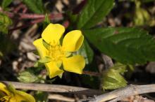 キジムシロ(雉筵)