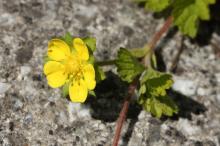 キジムシロ(雉筵)