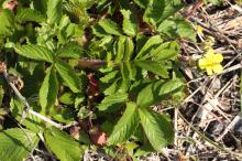 キジムシロ(雉筵)