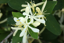 キンギンボク(金銀木)