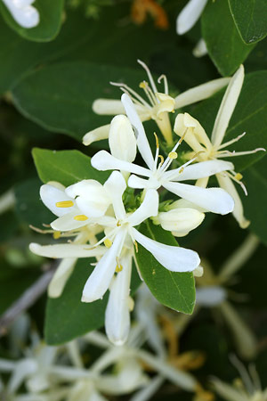 キンギンボク(金銀木)