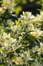 キンギンボク(金銀木)