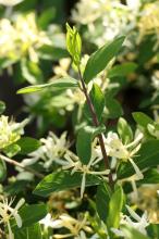 キンギンボク(金銀木)