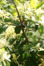 キンギンボク(金銀木)