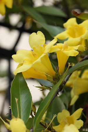 カロライナジャスミン