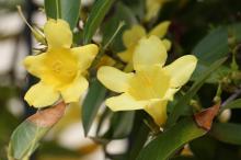 カロライナジャスミン