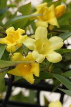 カロライナジャスミン