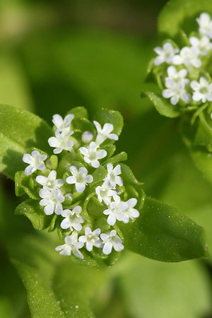 ノジシャ(野萵苣)