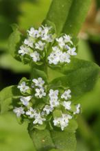 ノジシャ(野萵苣)