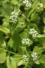 ノジシャ(野萵苣)