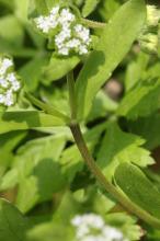 ノジシャ(野萵苣)