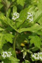 ノジシャ(野萵苣)