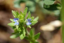 タチイヌノフグリ(立犬の陰嚢)