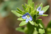 タチイヌノフグリ(立犬の陰嚢)