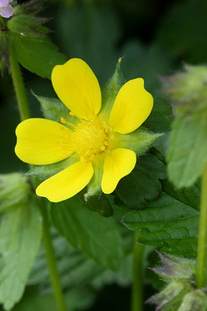 ヘビイチゴ(蛇苺)