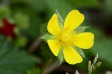 ヘビイチゴ(蛇苺)