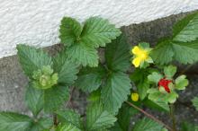 ヘビイチゴ(蛇苺)