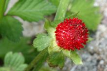 ヘビイチゴ(蛇苺)