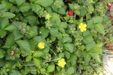 ヘビイチゴ(蛇苺)