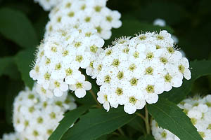 コデマリ(小手毬)