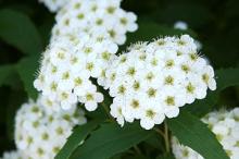 コデマリ(小手毬)