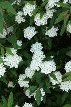 コデマリ(小手毬)