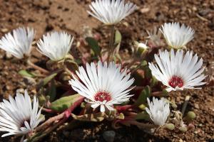 リビングストンデージー(白)