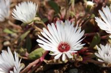 リビングストンデージー(白)