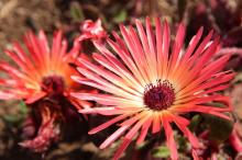 リビングストンデージー(赤)