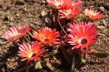 リビングストンデージー(赤)