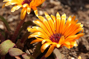 リビングストンデージー(黄)