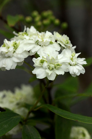 ヤエコデマリ(八重小手鞠)