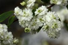 ヤエコデマリ(八重小手鞠)