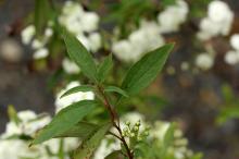 ヤエコデマリ(八重小手鞠)